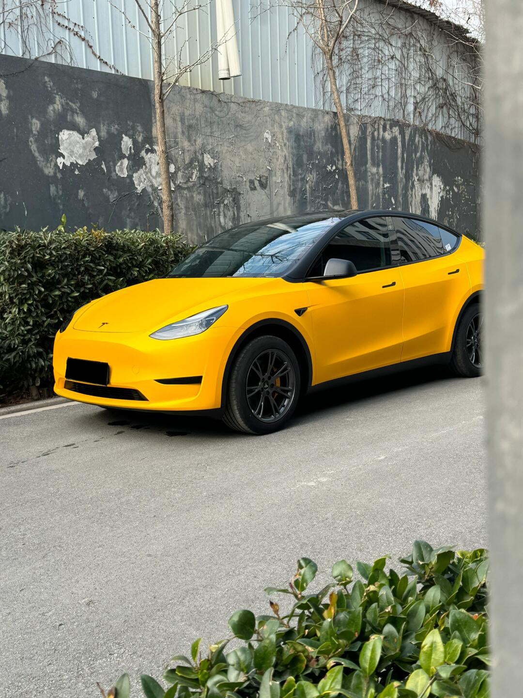 Satin Sunflower Yellow