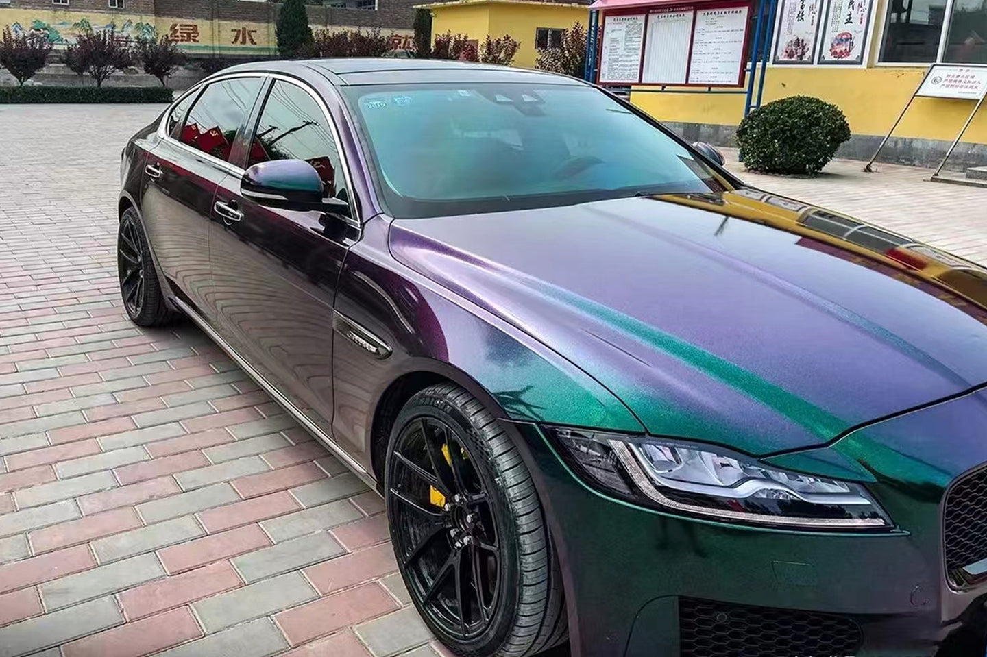Chameleon Purple Turn Green (Bright)