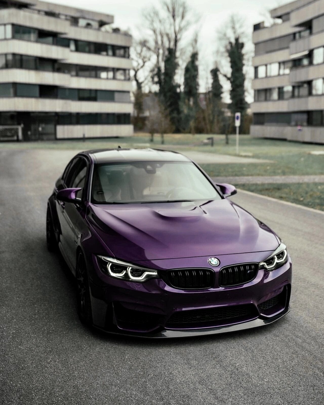 Midnight Purple